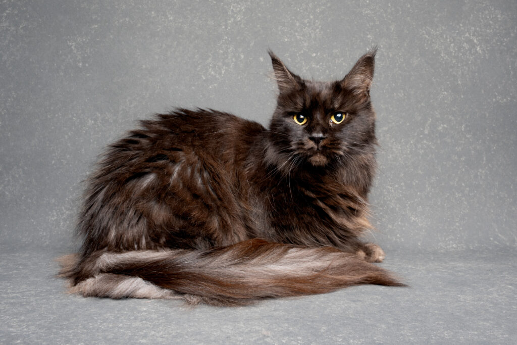 Black smoke maine coon queen